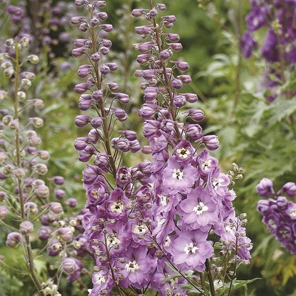 Delphinium Aurora Flower Plants Collection