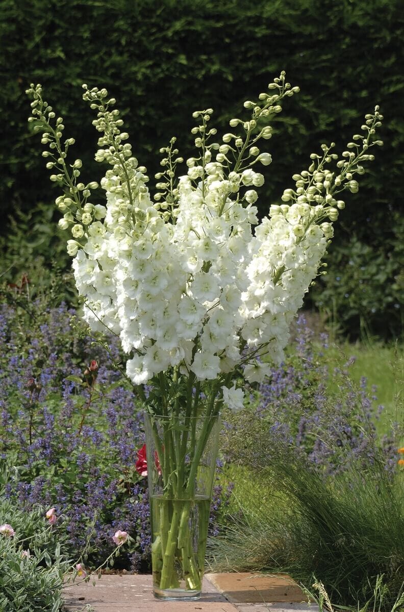Delphinium Aurora White Flower Plants
