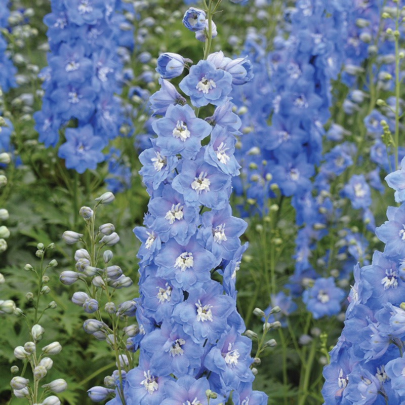 Delphinium Aurora Flower Plants Collection