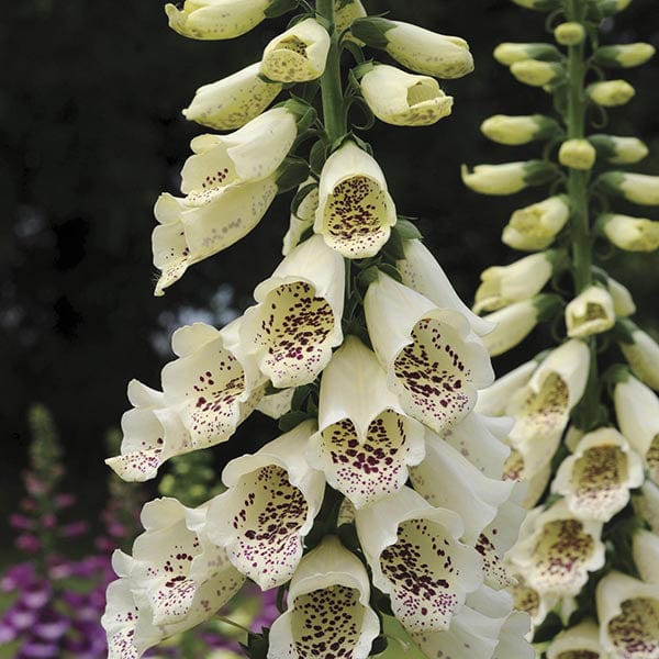 dt-brown FLOWER PLANTS Foxglove Dalmatian Cream Flower Plants