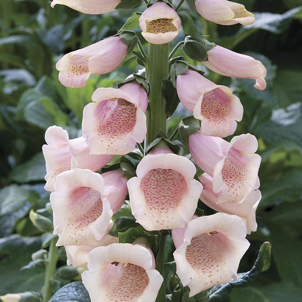 dt-brown FLOWER PLANTS Foxglove Dalmatian Peach Flower Plants