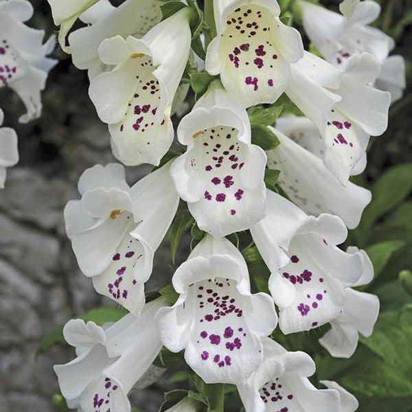 Digitalis Dalmatian Flower Plants Collection