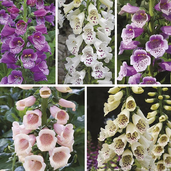 dt-brown FLOWER PLANTS Foxglove Dalmatian Flower Plant Collection