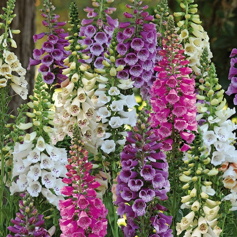 DT Brown FLOWER PLANTS Foxglove Dalmatian Mixed F1 Flower Plants