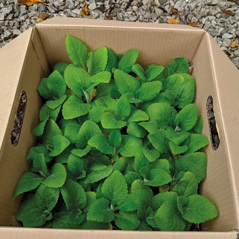 DT Brown FLOWER PLANTS Foxglove Dalmatian Mixed F1 Flower Plants