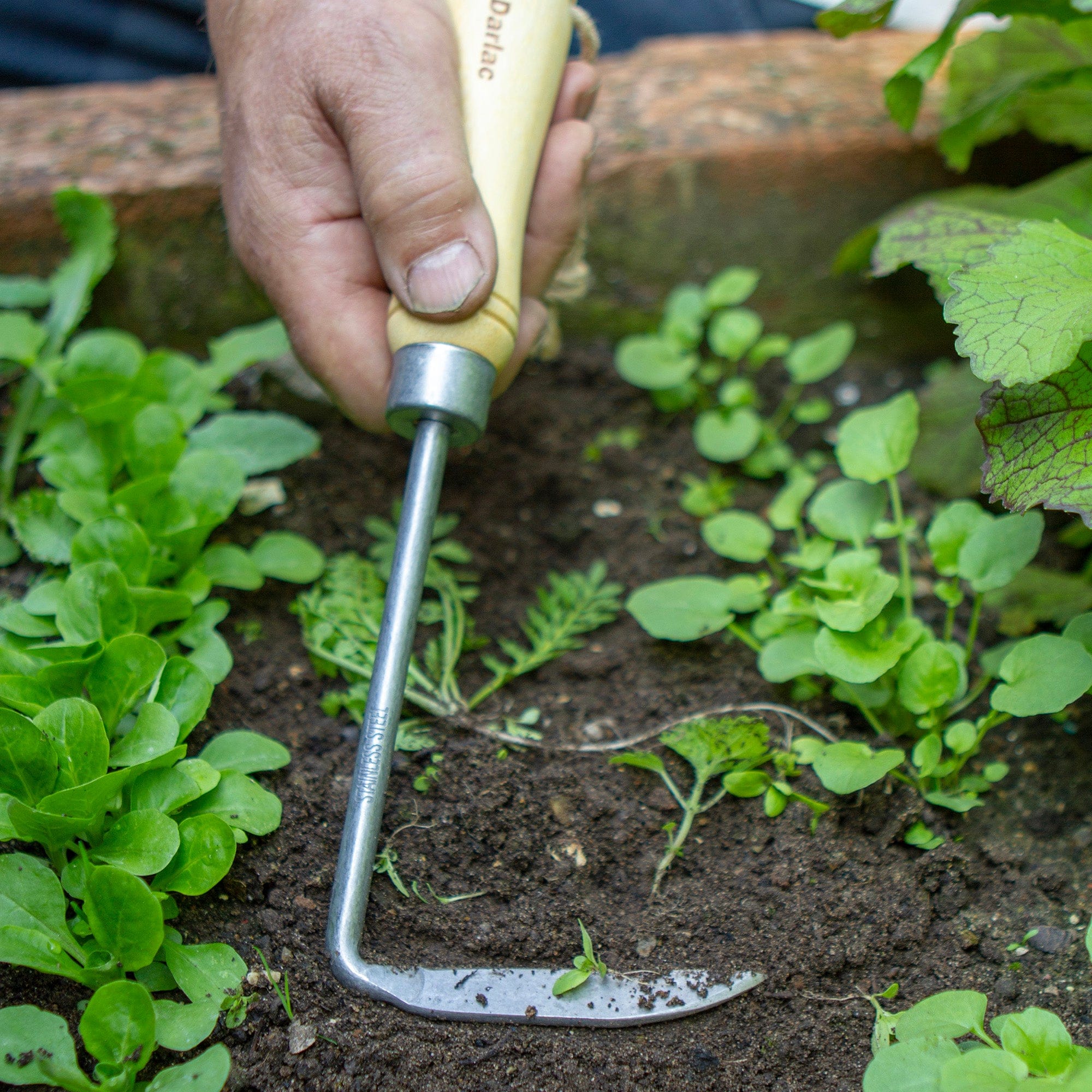 dt-brown HARDWARE Darlac Bamboo Cape Cod Weeder