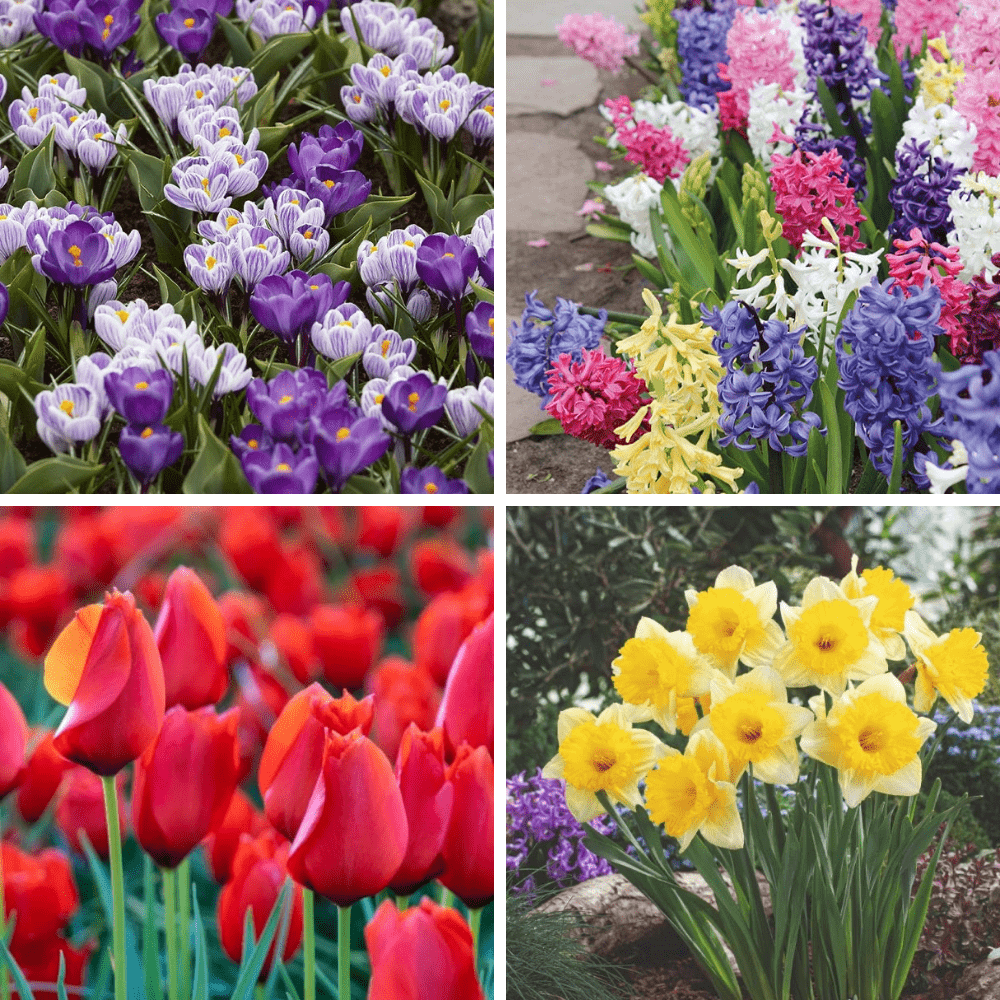 dt-brown Spring Harmony Bulb Mix