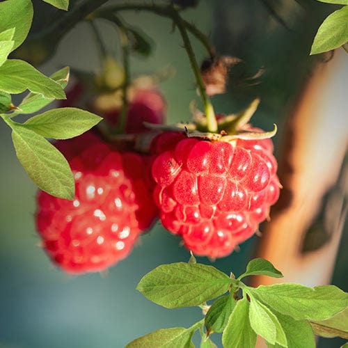 Fruit Raspberry Cane Raspberry Canes for Sale | Fruit Plants | D.T. Brown Seeds