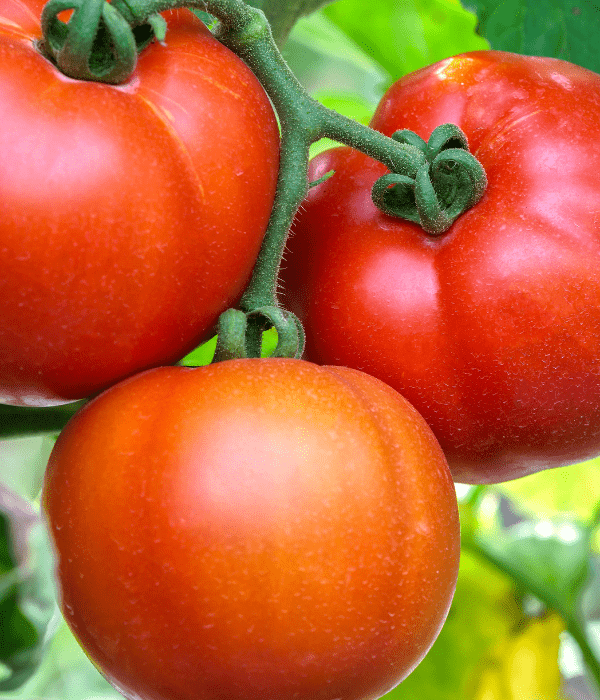 4 For 3 On ALL Seeds