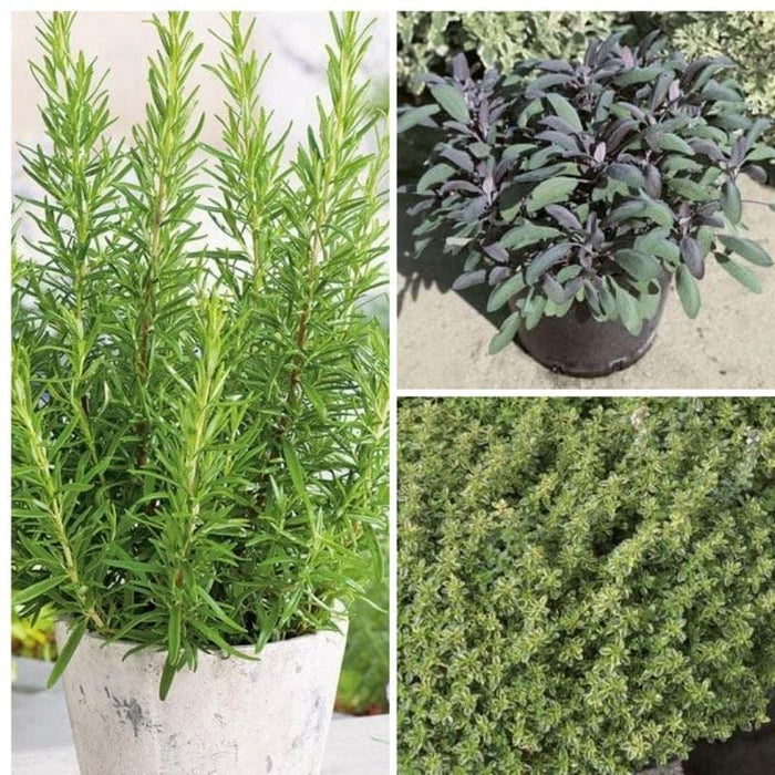 Grow Your Own Herb Collection Plants from D.T. Brown.