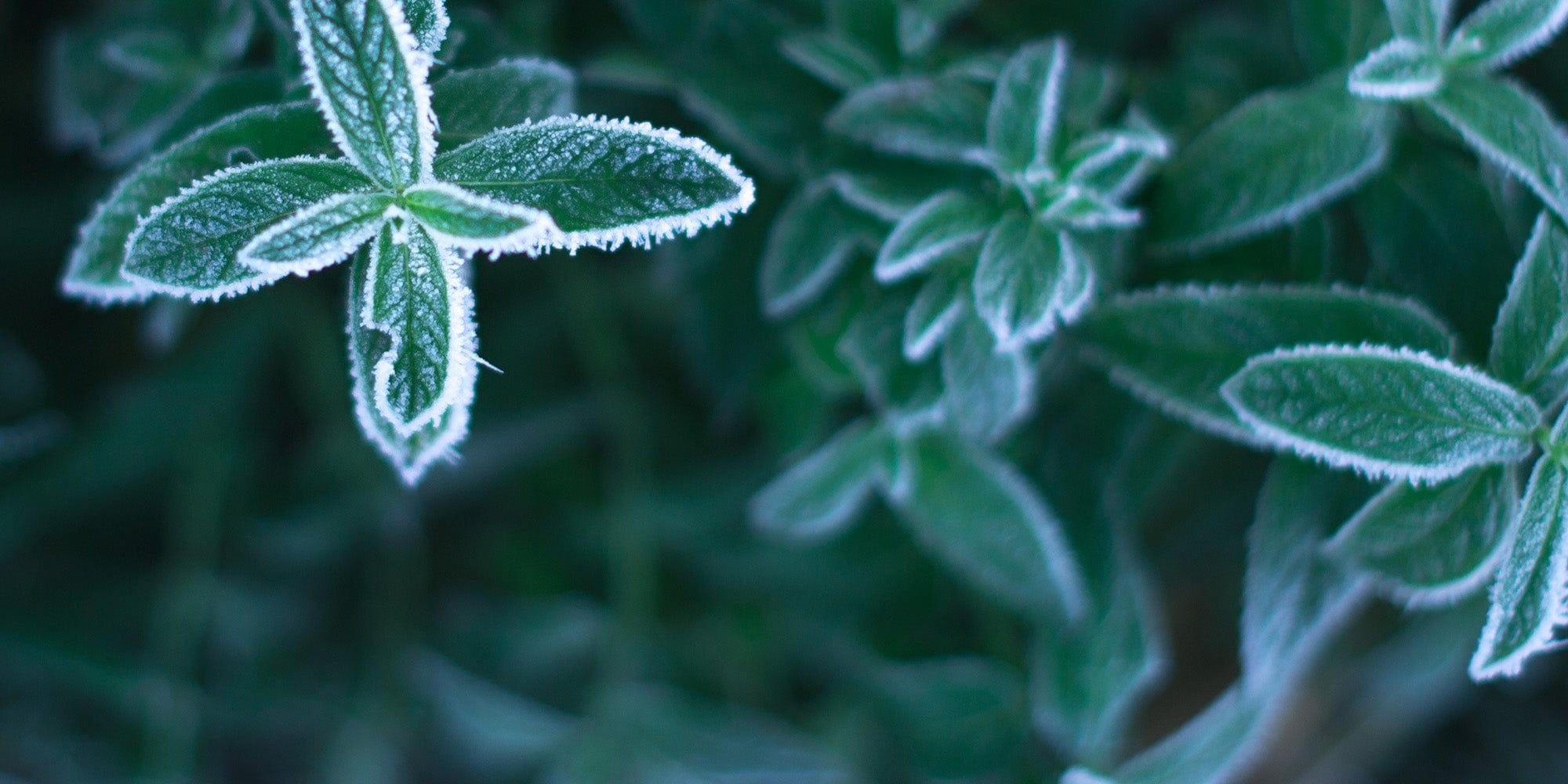 Protecting Your Plants In Winter