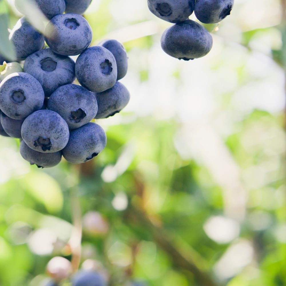 Fruit Plants Collections