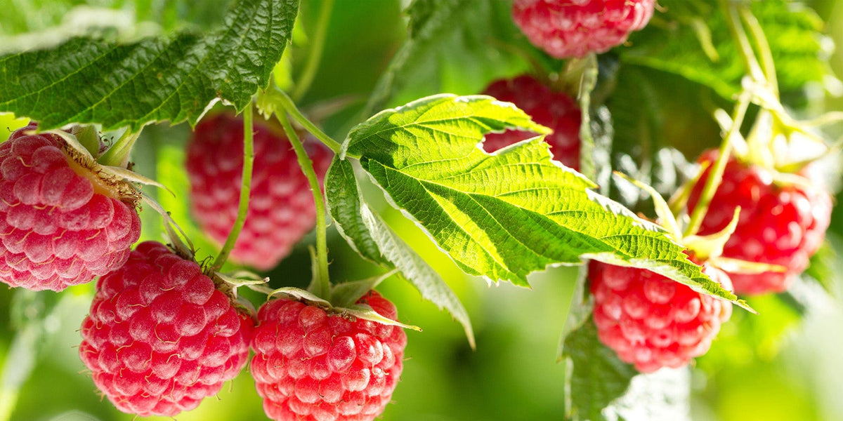 Make Raspberry How to Grow Raspberries | D.T. Brown