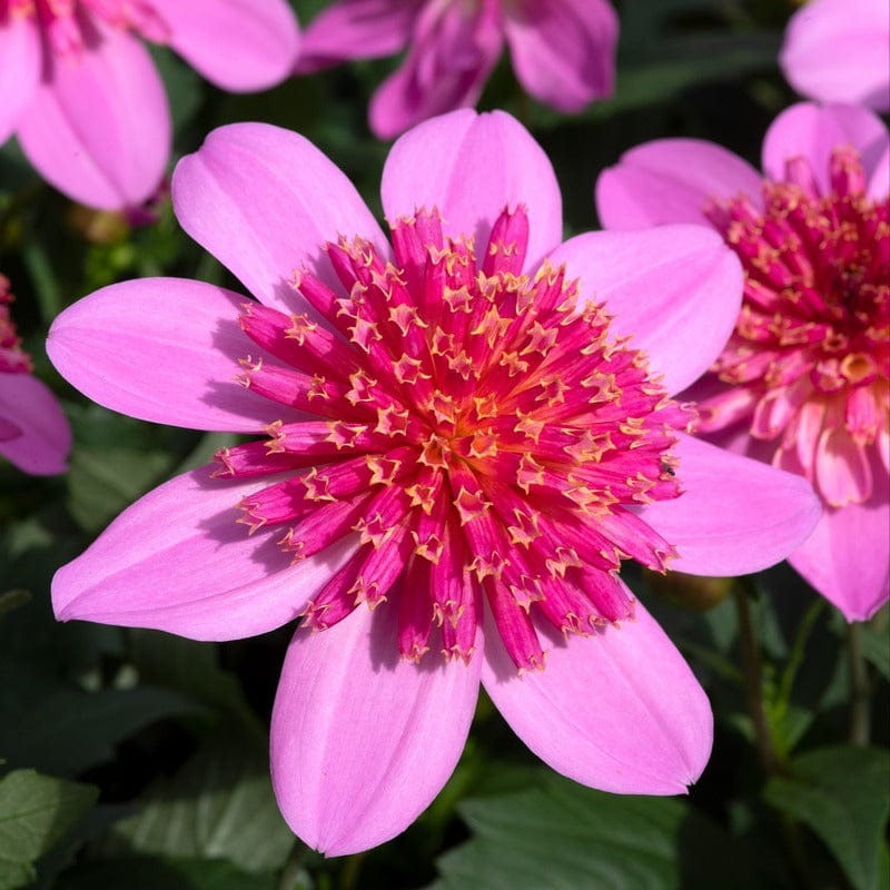 dt-brown FLOWER PLANTS Dahlia Starburst Pink