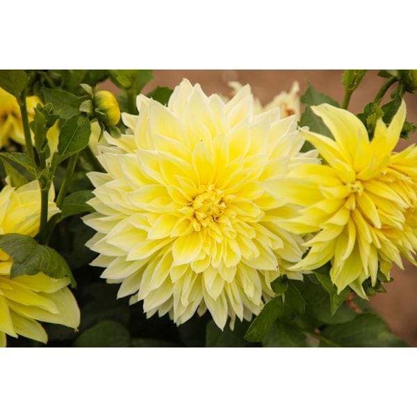DT Brown FLOWER PLANTS Dahlia Kelvin Floodlight Flower Plant
