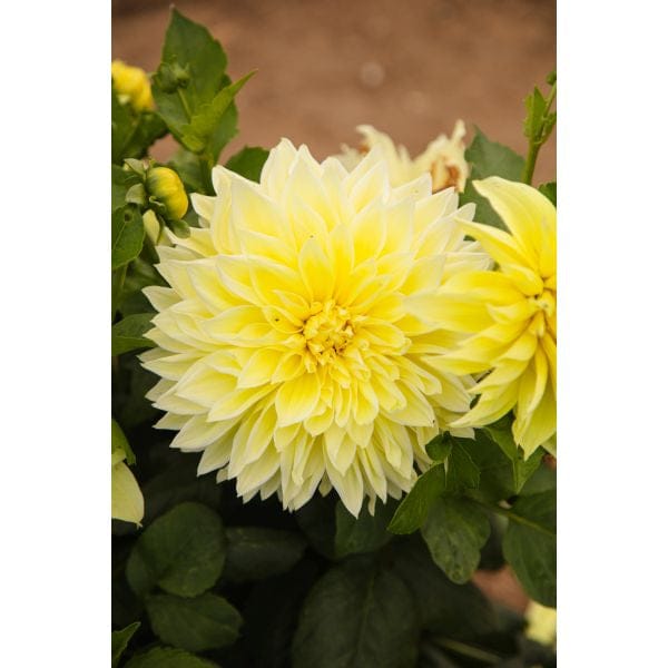 DT Brown FLOWER PLANTS Dahlia Kelvin Floodlight Flower Plant
