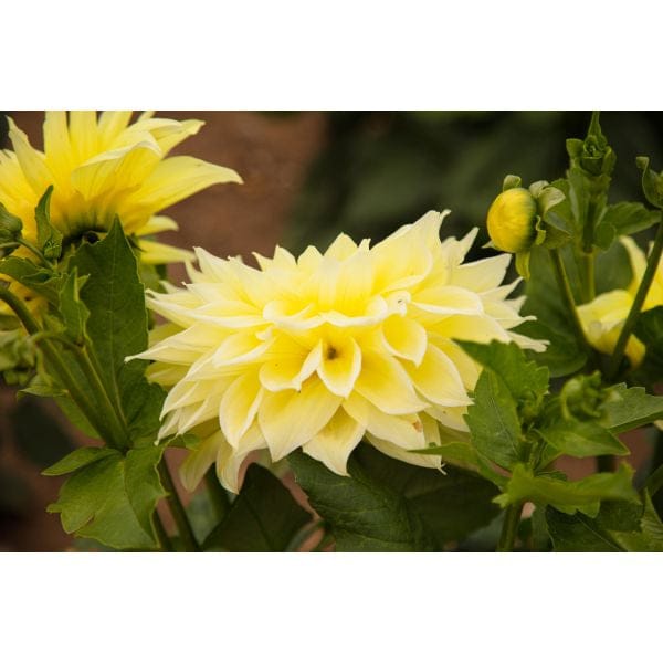 DT Brown FLOWER PLANTS Dahlia Kelvin Floodlight Flower Plant