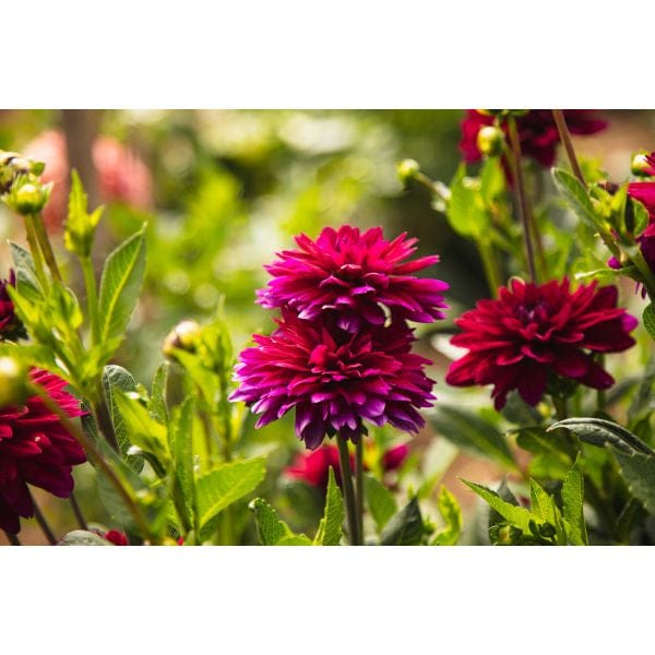 DT Brown FLOWER PLANTS Dahlia Mister Blue Flower Plant