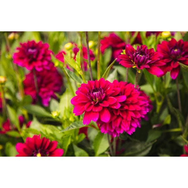 DT Brown FLOWER PLANTS Dahlia Mister Blue Flower Plant