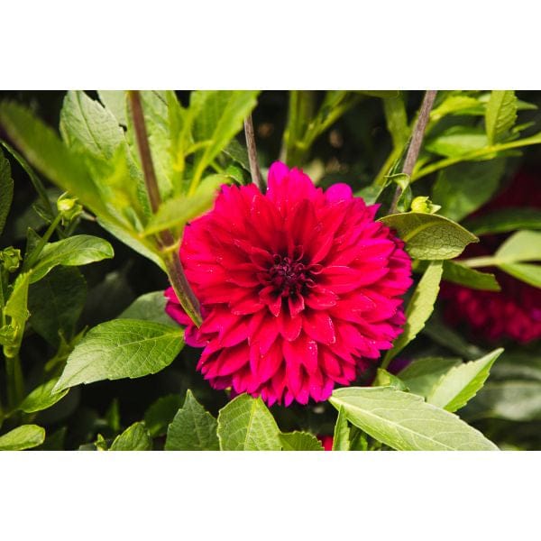 DT Brown FLOWER PLANTS Dahlia Mister Blue Flower Plant