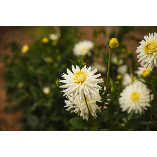 DT Brown FLOWER PLANTS Dahlia My Love Flower Plant