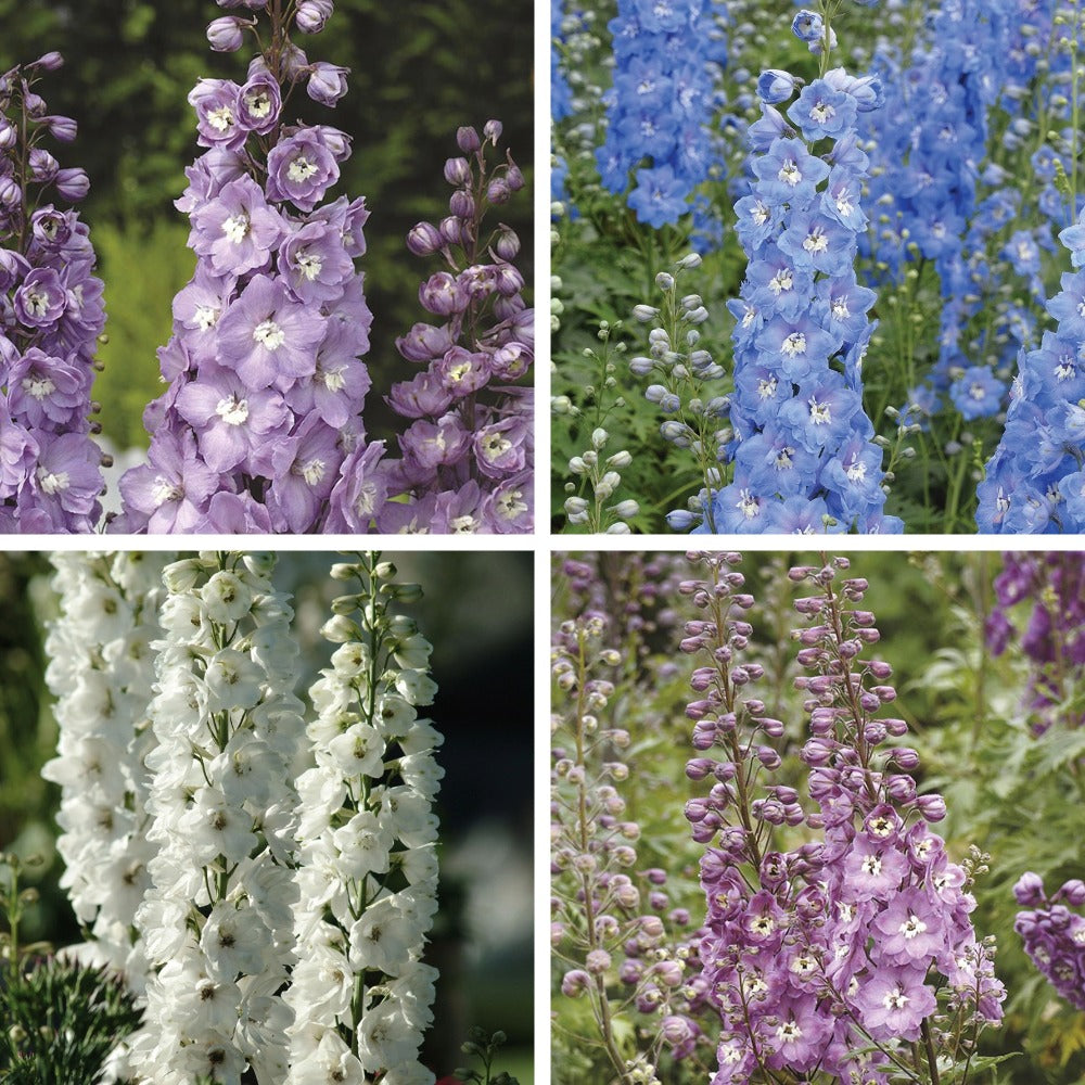 Delphinium Aurora Flower Plants Collection