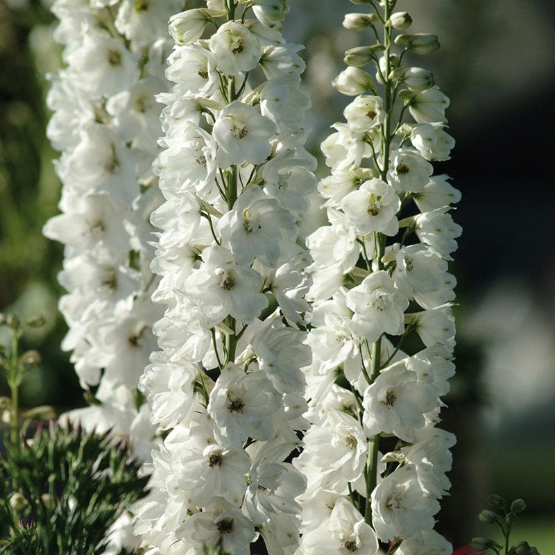 dt-brown FLOWER PLANTS Delphinium Aurora White Flower Plants