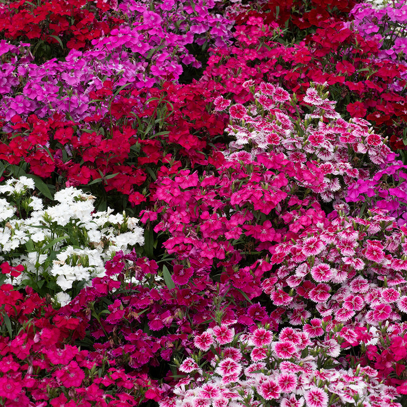 Dianthus Festival Mixed Flower Plants