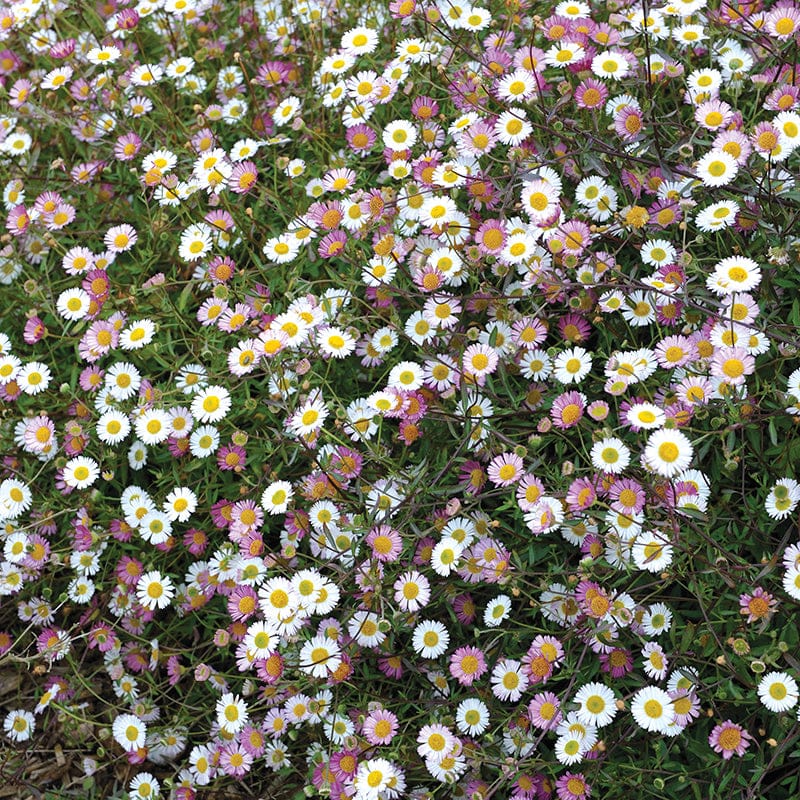 DT Brown FLOWER PLANTS Erigeron Stallone Flower Plants