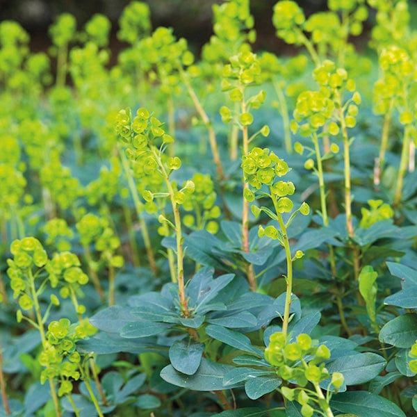 dt-brown FLOWER PLANTS Euphorbia amygdaloides var. Robbiae AGM