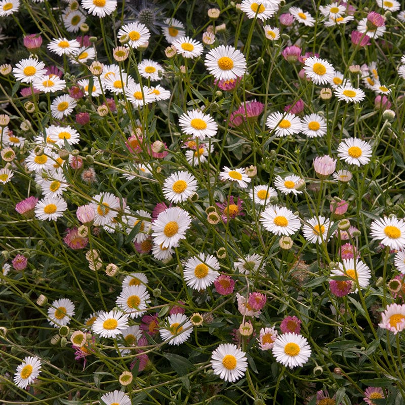 DT Brown FLOWER PLANTS Erigeron Stallone Flower Plants