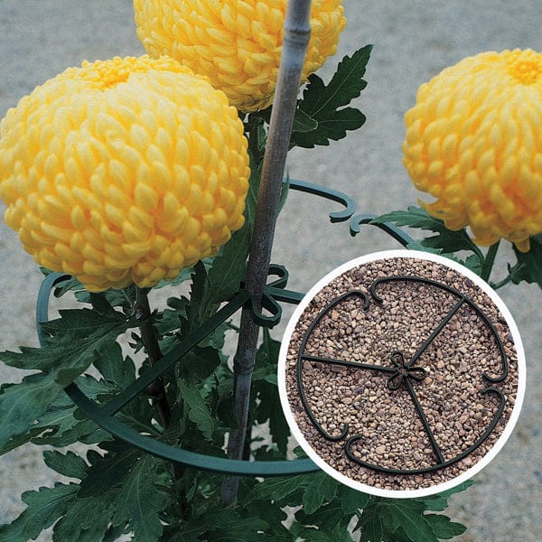 dt-brown HARDWARE Flower Support Circles (Pack of 20)
