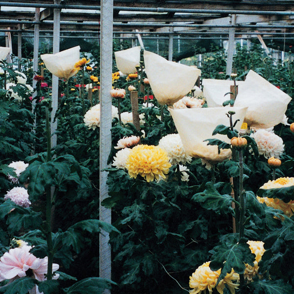 Floral arrangement in a greenhouse with white, yellow, and pink flowers.