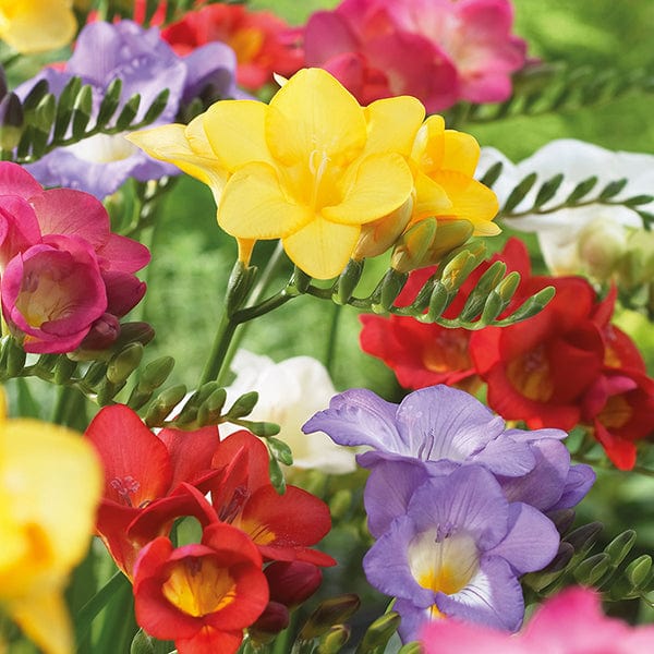 dt-brown FLOWER BULBS Freesia Single Mixed Flower Bulbs