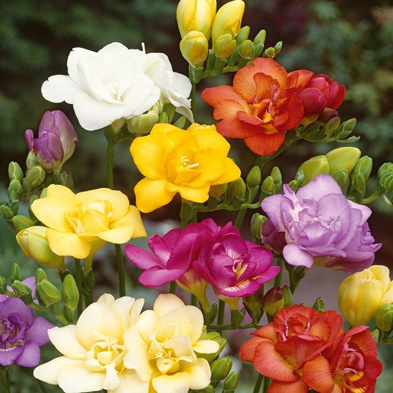 dt-brown FLOWER BULBS Freesia Double Flower Bulbs