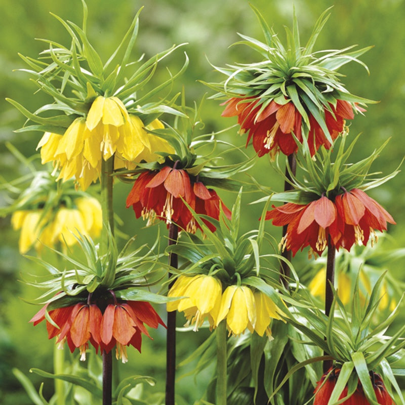 Fritillaria Flower Bulb Mix