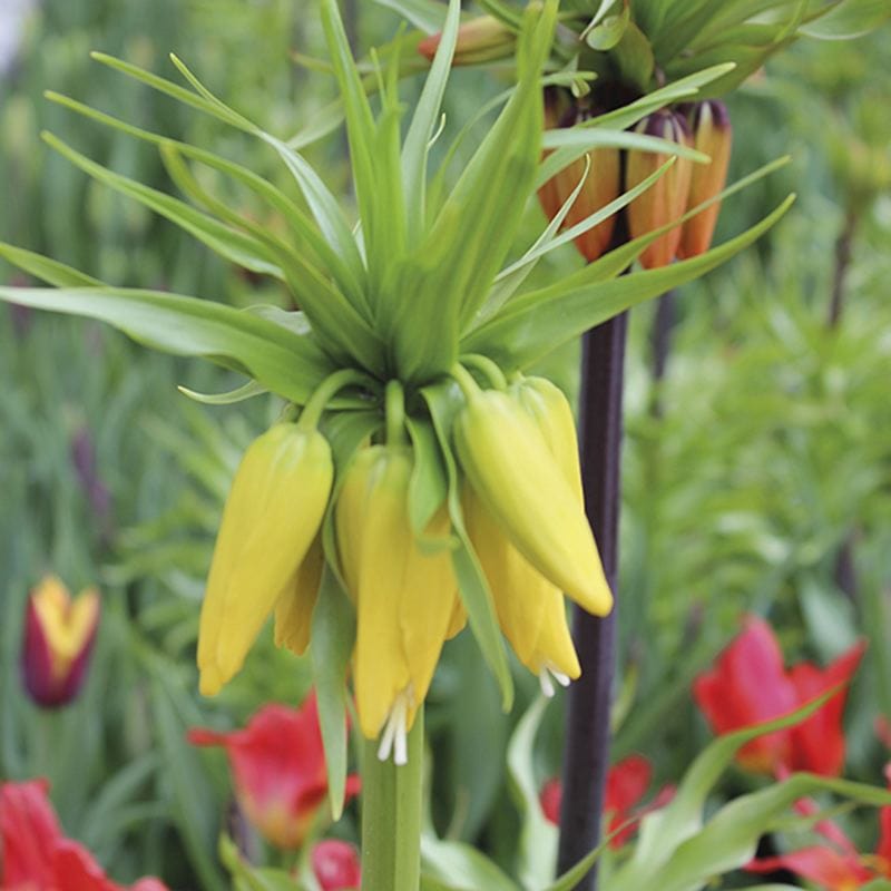 dt-brown FLOWER BULBS Fritillaria imperialis Lutea Flower Bulbs