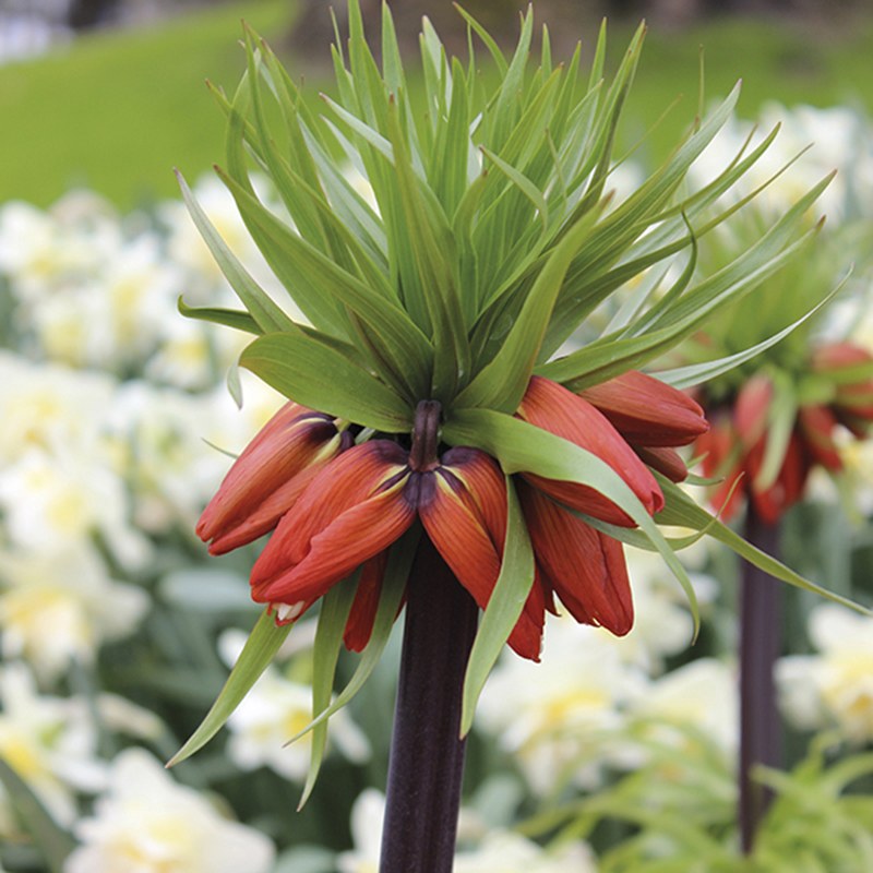 Close-up of a red flower with green leaves against a blurred floral background