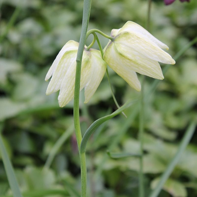 dt-brown FLOWER BULBS Fritillaria meleagris Alba Flower Bulbs