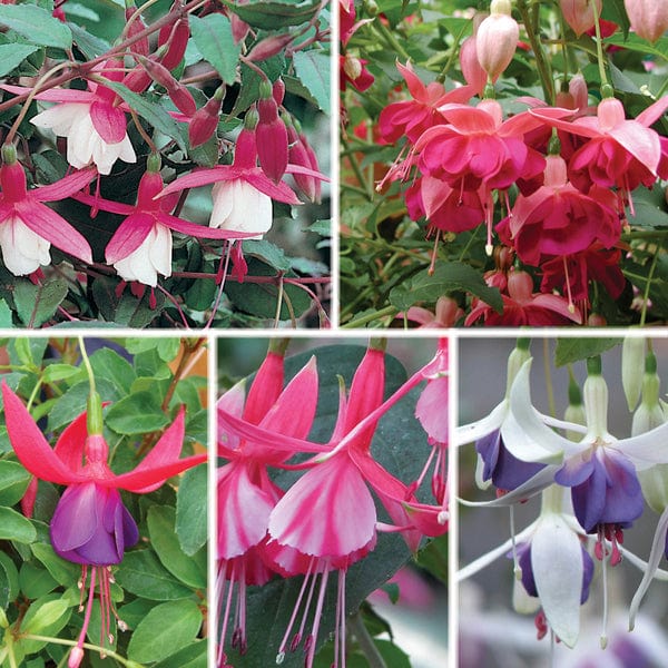 dt-brown FLOWER PLANTS Fuchsia (Hardy) Flower Plant Collection