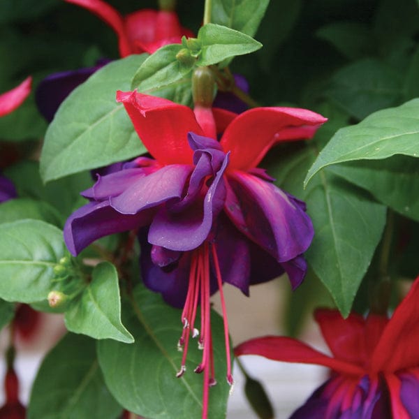 dt-brown 5 young plants Fuchsia Voodoo (Trailing) Flower Plants