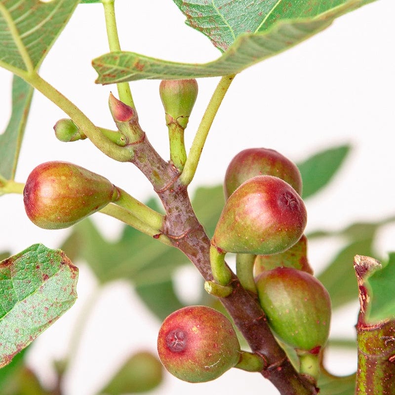 dt-brown FRUIT Fig Little Miss Figgy Fruit Plant