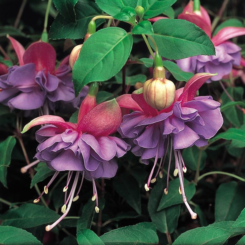 dt-brown FLOWER PLANTS 5 Young Plant Fuchsia Trailing Cecile Plants