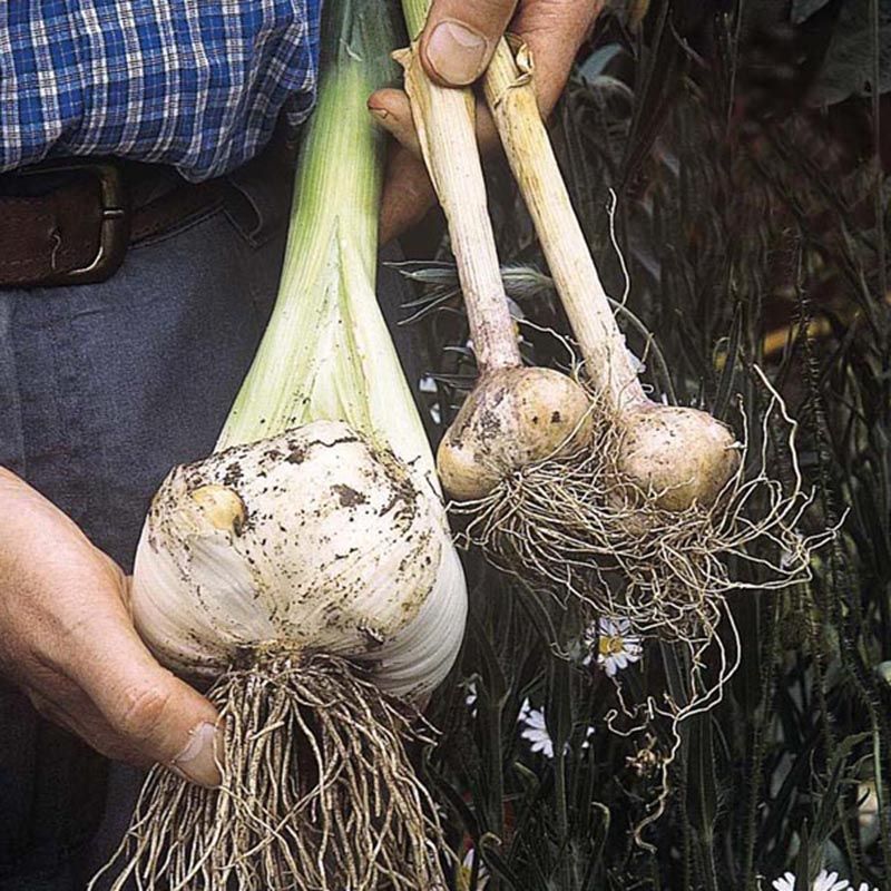 Garlic Elephant Cloves (Autumn) - 5 Cloves