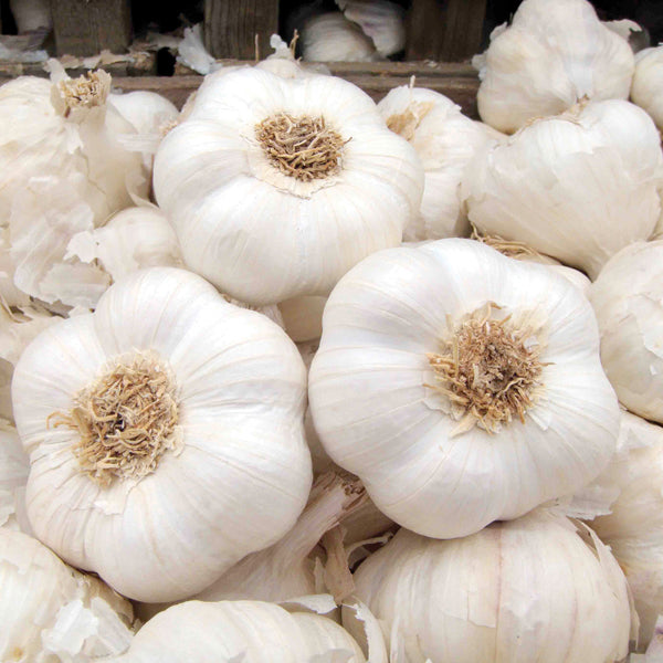 Garlic Provence Wight Bulbs (softneck)