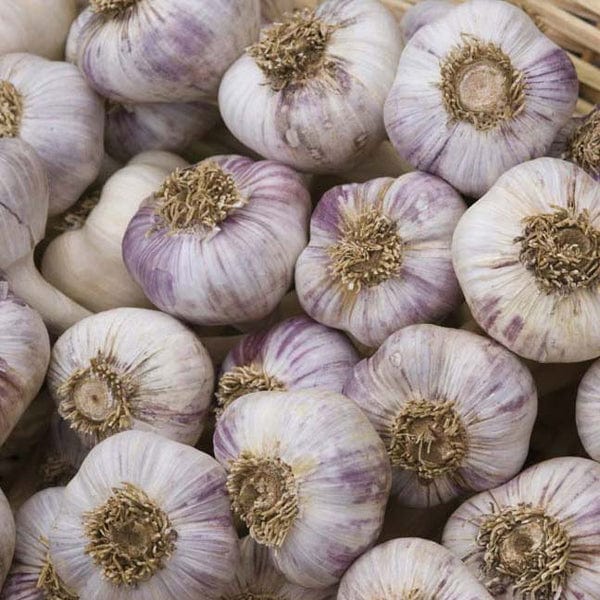 dt-brown ONIONS/GARLIC/SHALLOTS Garlic Early Purple Wight Bulbs (softneck)