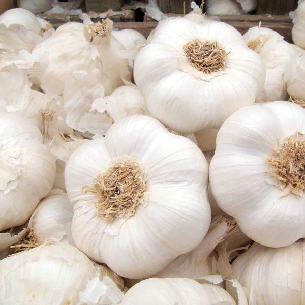 Autumn Planting Onion, Shallot & Garlic Collection