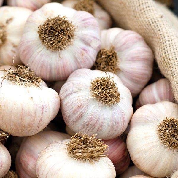 dt-brown ONIONS/GARLIC/SHALLOTS Heritage Garlic Bohemian Rose Bulbs (hardneck)