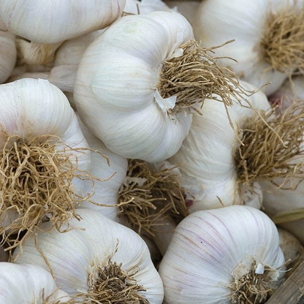 dt-brown ONIONS/GARLIC/SHALLOTS Garlic Extra Early Wight Bulbs (Hardneck)