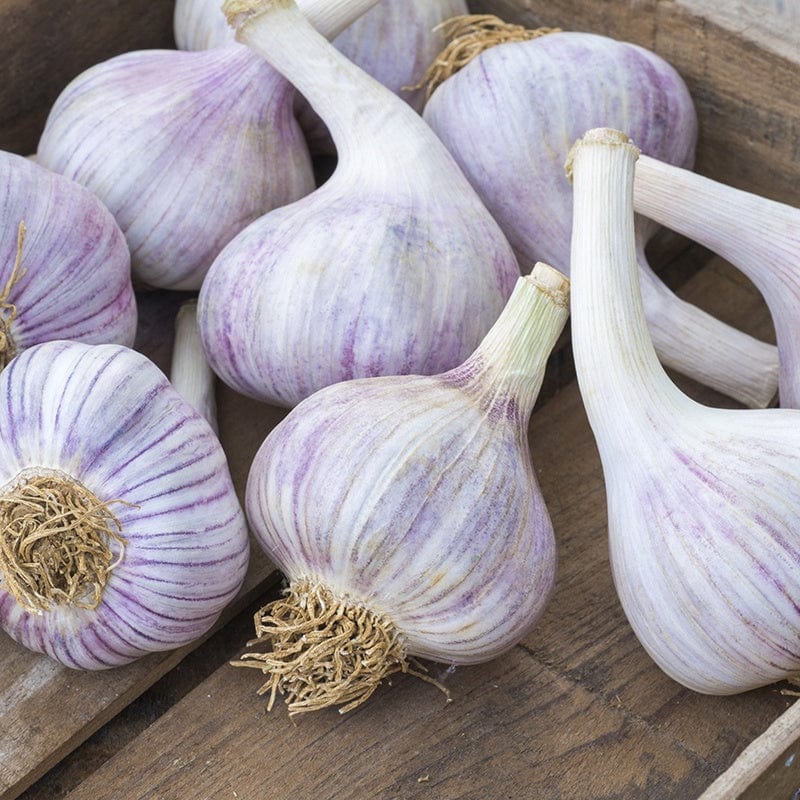 dt-brown ONIONS/GARLIC/SHALLOTS Gourmet Garlic, Onion and Shallot Collection